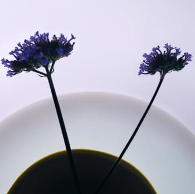 Transparences éphémères - Verveine de Buenos Aires carré.jpg